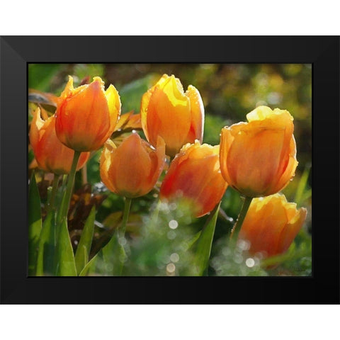 7 Orange Tulips Black Modern Wood Framed Art Print by Medeiros, Celito