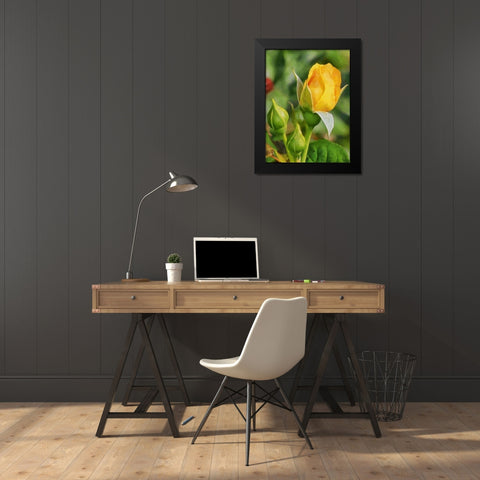 One Yellow Rose Black Modern Wood Framed Art Print by Medeiros, Celito