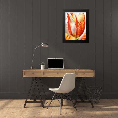 Tulip in White and Orange Colors II Black Modern Wood Framed Art Print by Medeiros, Celito