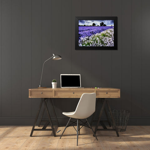 Lavender Field VI Black Modern Wood Framed Art Print by Medeiros, Celito
