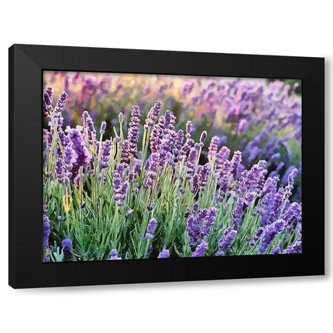 Lavender Field VII Black Modern Wood Framed Art Print by Medeiros, Celito