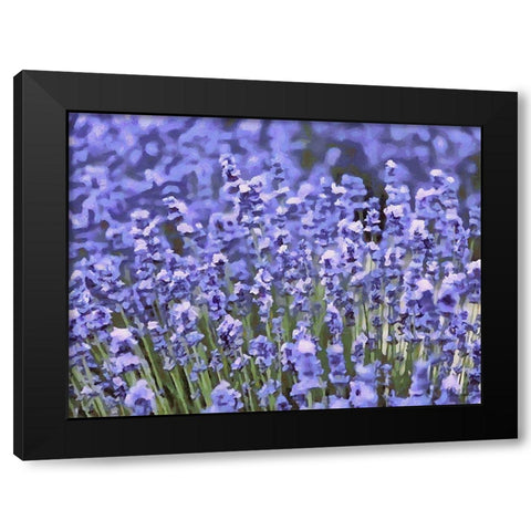 Lavender Field IX Black Modern Wood Framed Art Print with Double Matting by Medeiros, Celito
