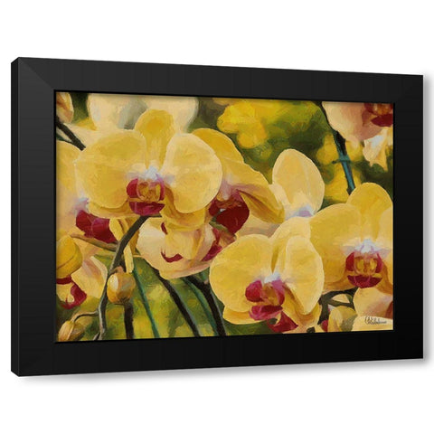 Orchids XIII Black Modern Wood Framed Art Print by Medeiros, Celito