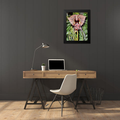 Orchids XVI Black Modern Wood Framed Art Print by Medeiros, Celito