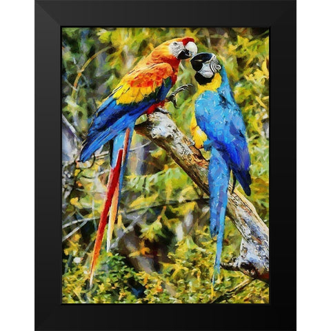 Two Fighting Parrots Black Modern Wood Framed Art Print by Medeiros, Celito