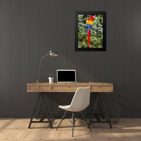 Red, Yellow and Blue Parrot Black Modern Wood Framed Art Print by Medeiros, Celito