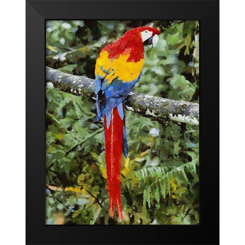 Red, Yellow and Blue Parrot Black Modern Wood Framed Art Print by Medeiros, Celito
