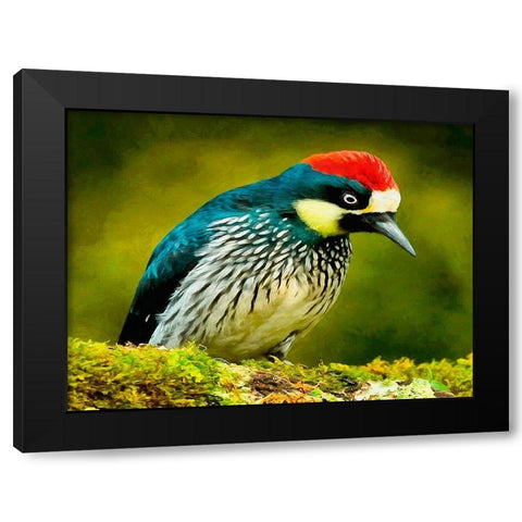 Red Head Bird Black Modern Wood Framed Art Print by Medeiros, Celito