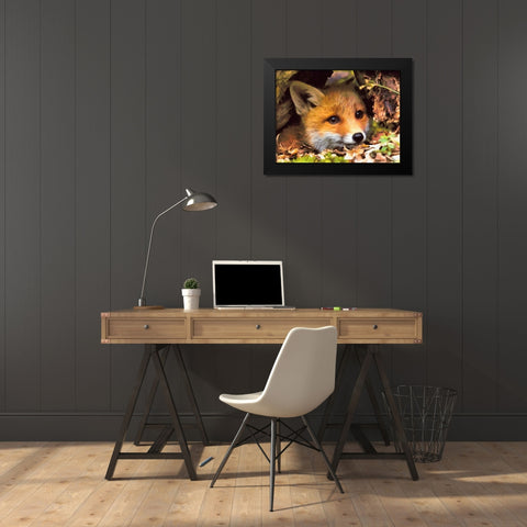 Beautiful Fox Black Modern Wood Framed Art Print by Medeiros, Celito