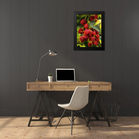 Red Raspberries Black Modern Wood Framed Art Print by Medeiros, Celito