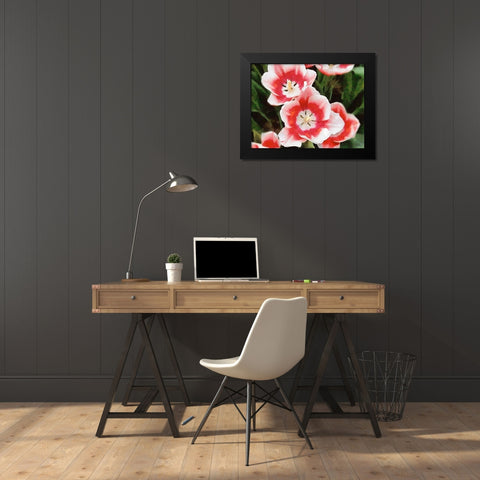 Orchids XXXV Black Modern Wood Framed Art Print by Medeiros, Celito