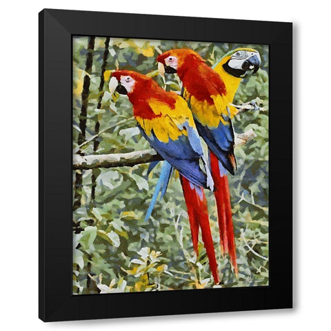 Three Parrots Black Modern Wood Framed Art Print with Double Matting by Medeiros, Celito