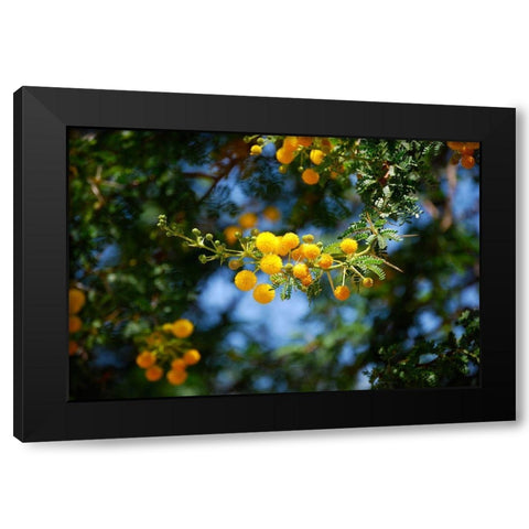 Yellow Mimosa I Black Modern Wood Framed Art Print with Double Matting by Knoble