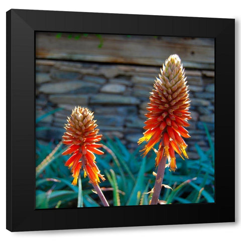 Aloe Blooms I Black Modern Wood Framed Art Print by Knoble