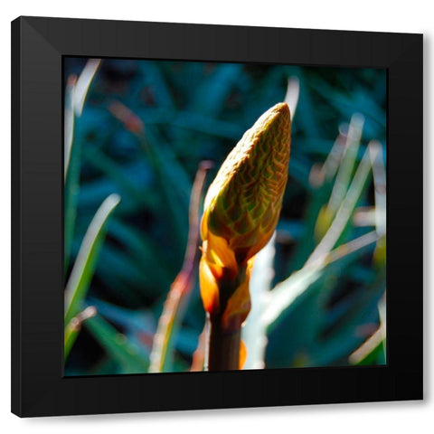 Aloe Bud I Black Modern Wood Framed Art Print with Double Matting by Knoble