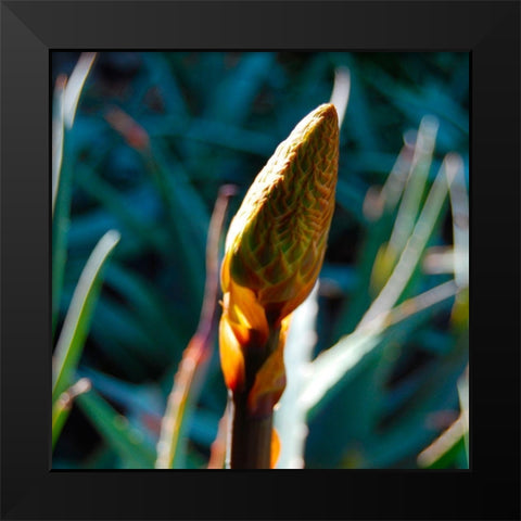 Aloe Bud I Black Modern Wood Framed Art Print by Knoble