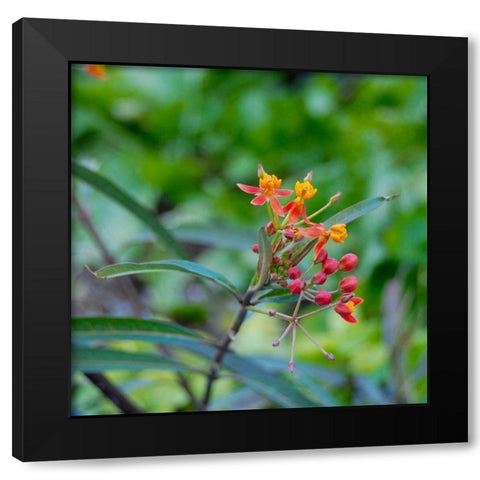 Wildflower I Black Modern Wood Framed Art Print by Knoble