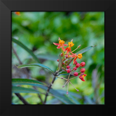 Wildflower I Black Modern Wood Framed Art Print by Knoble