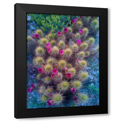 Cactus Blooms I Black Modern Wood Framed Art Print with Double Matting by Knoble