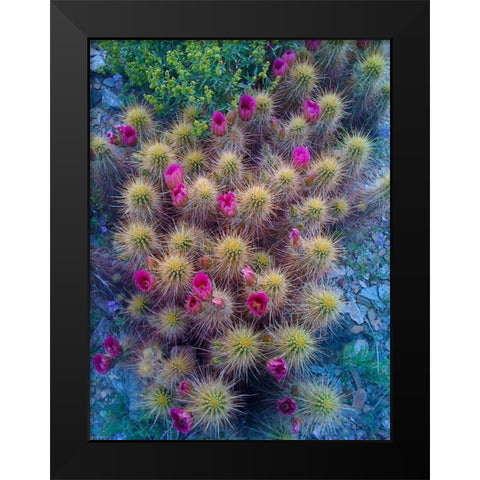 Cactus Blooms I Black Modern Wood Framed Art Print by Knoble