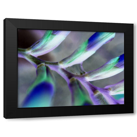 Purple Spine Black Modern Wood Framed Art Print with Double Matting by Grayscale