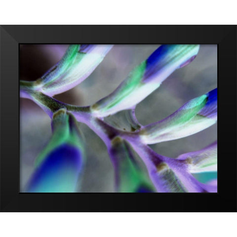 Purple Spine Black Modern Wood Framed Art Print by Grayscale