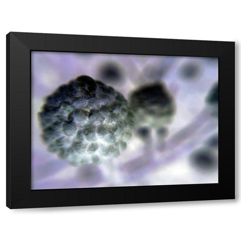 Soft Cluster I Black Modern Wood Framed Art Print with Double Matting by Grayscale