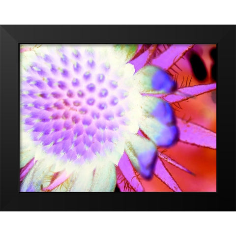 Natural Glow I Black Modern Wood Framed Art Print by Grayscale