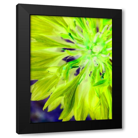 Natural Glow II Black Modern Wood Framed Art Print by Grayscale