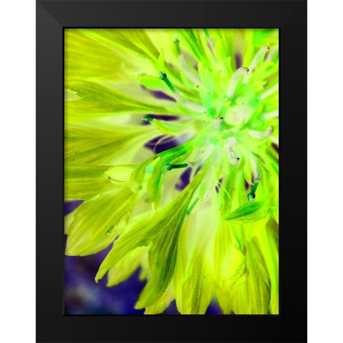 Natural Glow II Black Modern Wood Framed Art Print by Grayscale