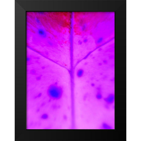 Purple Branch Black Modern Wood Framed Art Print by Grayscale