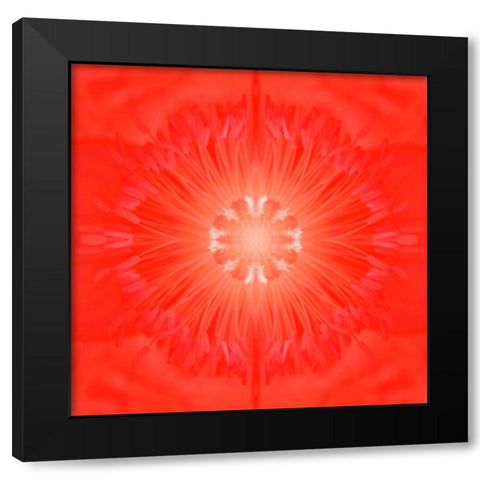 Flower Medallion III Black Modern Wood Framed Art Print by Grayscale