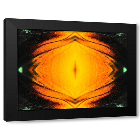 Butterfly Eye I Black Modern Wood Framed Art Print by Grayscale