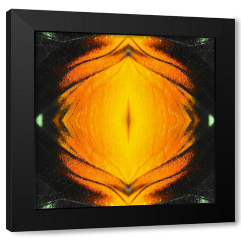 Butterfly Eye Ib Black Modern Wood Framed Art Print by Grayscale
