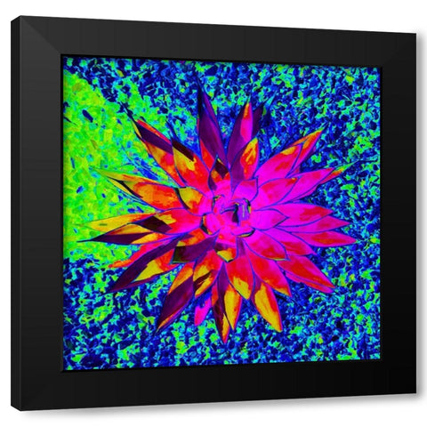 Aloe Burst I Black Modern Wood Framed Art Print with Double Matting by Grayscale