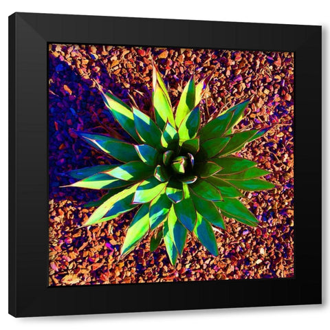 Aloe Burst II Black Modern Wood Framed Art Print by Grayscale