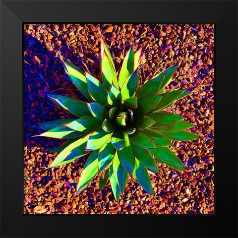 Aloe Burst II Black Modern Wood Framed Art Print by Grayscale