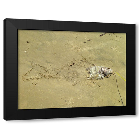 Fish Sketch I Black Modern Wood Framed Art Print by Grayscale