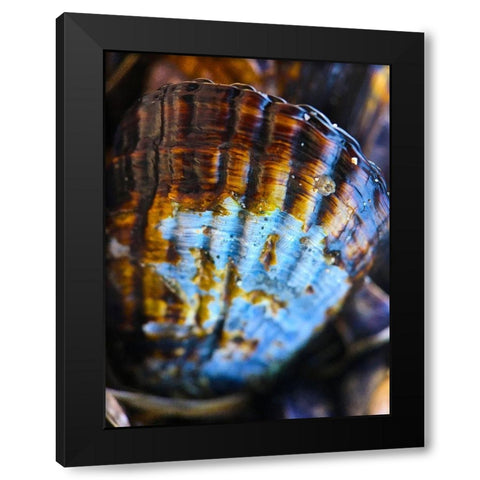 Wet Shell I Black Modern Wood Framed Art Print by Grayscale