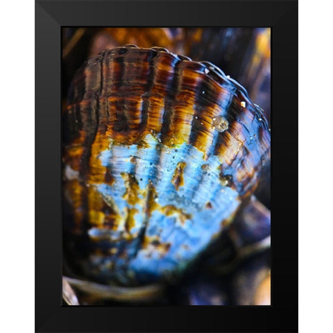 Wet Shell I Black Modern Wood Framed Art Print by Grayscale