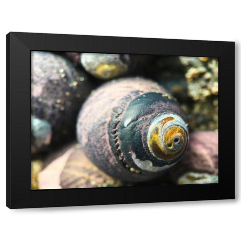 Shell Spiral I Black Modern Wood Framed Art Print with Double Matting by Grayscale