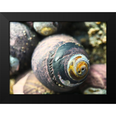 Shell Spiral I Black Modern Wood Framed Art Print by Grayscale