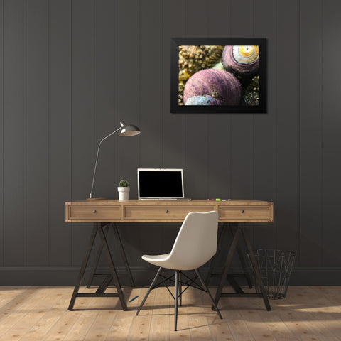 Shell Spiral II Black Modern Wood Framed Art Print by Grayscale