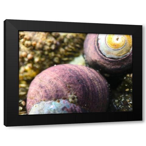 Shell Spiral II Black Modern Wood Framed Art Print with Double Matting by Grayscale