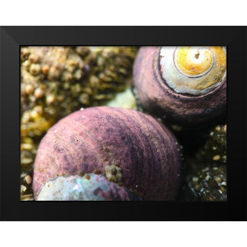 Shell Spiral II Black Modern Wood Framed Art Print by Grayscale