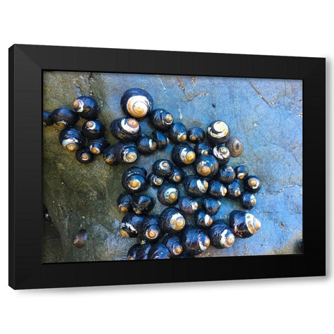 Shell Spiral III Black Modern Wood Framed Art Print by Grayscale