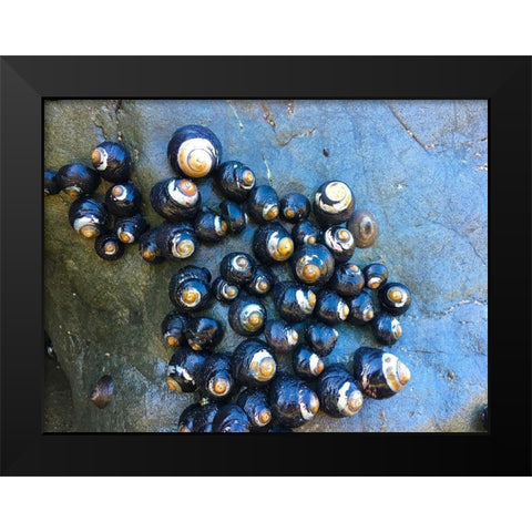 Shell Spiral III Black Modern Wood Framed Art Print by Grayscale