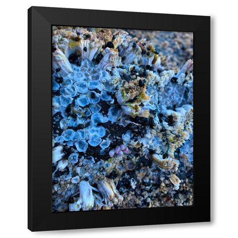 Coral Mussels I Black Modern Wood Framed Art Print with Double Matting by Grayscale