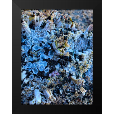 Coral Mussels I Black Modern Wood Framed Art Print by Grayscale