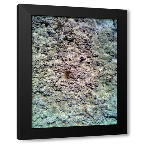 Coral Mussels II Black Modern Wood Framed Art Print with Double Matting by Grayscale